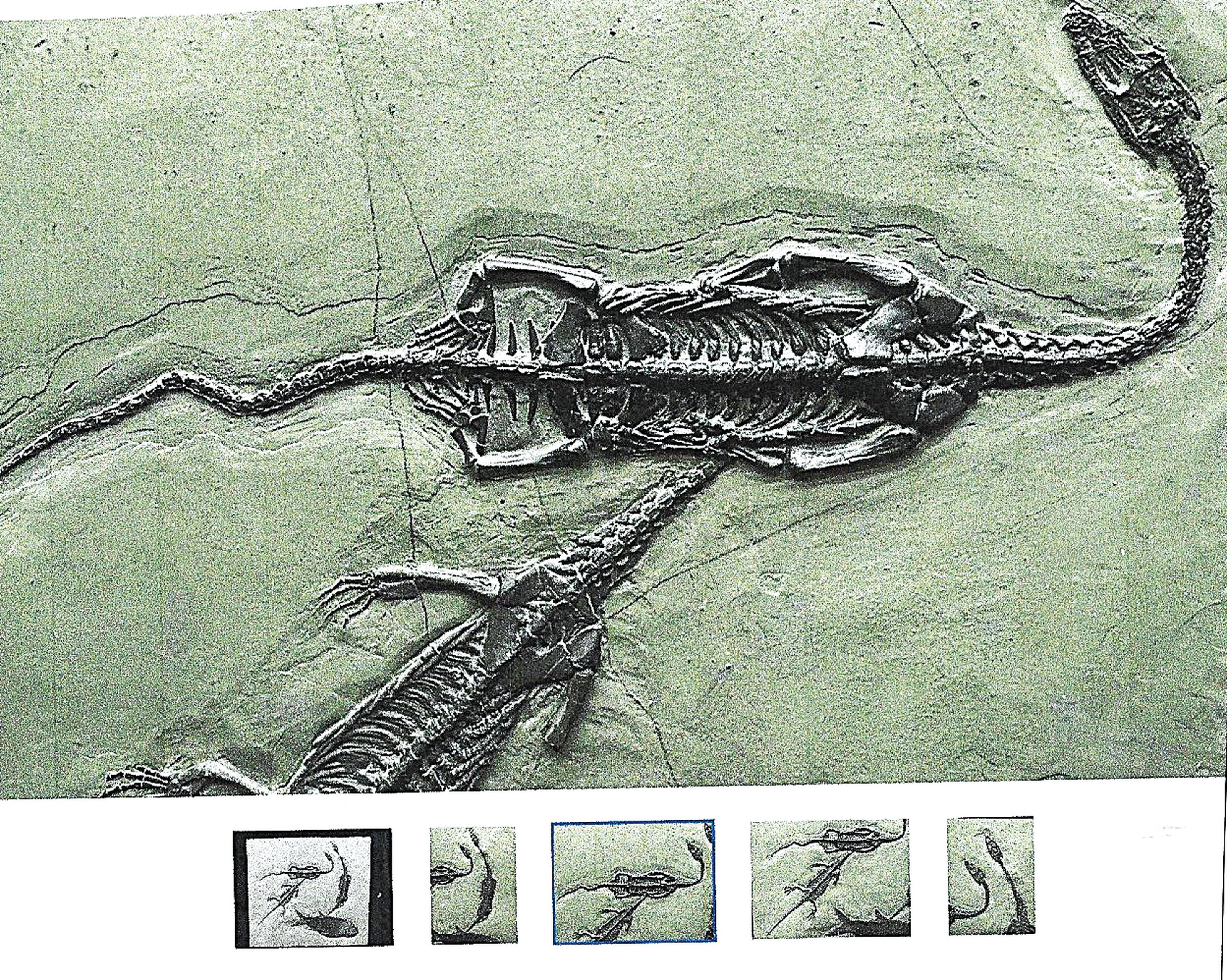 Detail c: Keichousaurs-Hui (Nothosaurus) drei Exemplare mit Asialepidotus in einer Platte, Guizhou- Province, China, 240 Mio. J. alt, zwei perfekt erhaltene ...