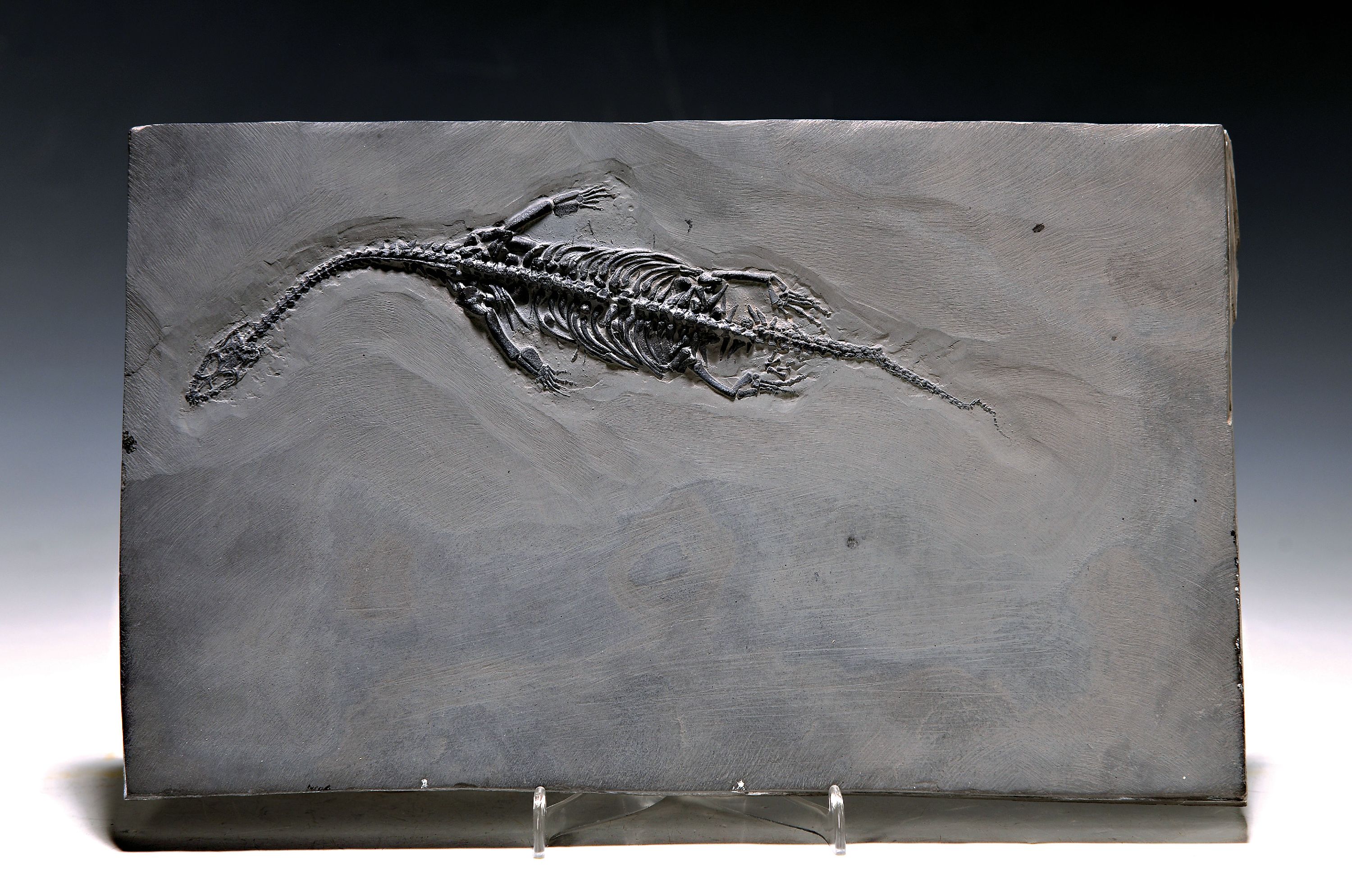 Keichusaurus hui (Nothosaurus), Guanglin, Provinz Guizhou China, Huxia-Formation, Untertrias, Spathium (-242 Mio. Jahre), dieses Weibchen hat ein ...