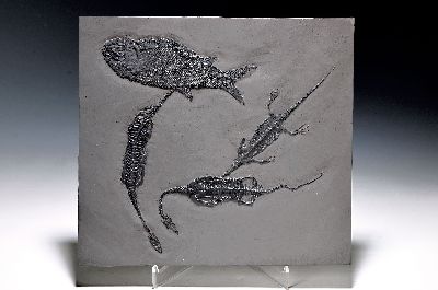 Image 26944931 - Keichousaurs-Hui (Nothosaurus) drei Exemplare mit Asialepidotus in einer Platte, Guizhou- ...