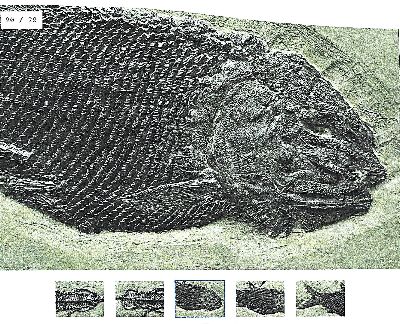 26944931a - Keichousaurs-Hui (Nothosaurus) drei Exemplare mit Asialepidotus in einer Platte, Guizhou- ...