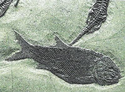 26944931b - Keichousaurs-Hui (Nothosaurus) drei Exemplare mit Asialepidotus in einer Platte, Guizhou- ...