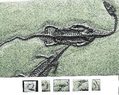 26944931c - Keichousaurs-Hui (Nothosaurus) drei Exemplare mit Asialepidotus in einer Platte, Guizhou- ...