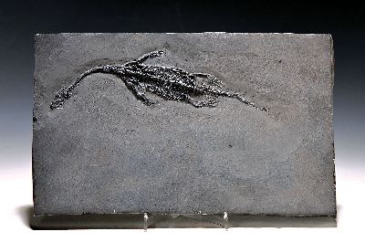 Image 26944939 - Keichusaurus hui (Nothosaurus), Guanglin, Provinz Guizhou China, Huxia-Formation, ...