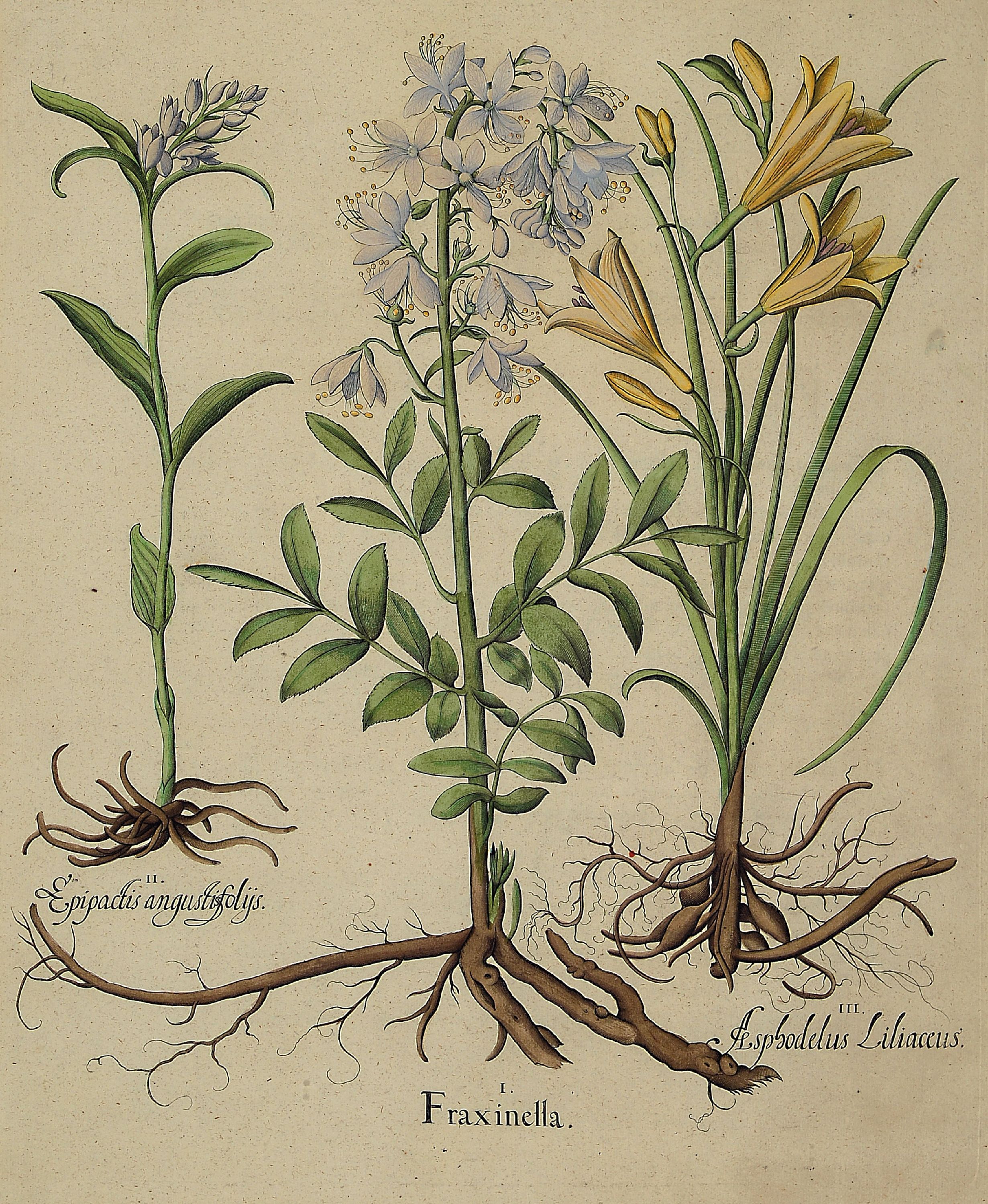 Detail a: Basilius Besler, Botanik, 17. Jh., zwei kolorierte Kupferstiche, PP-Ausschnitt ca. 49 x 41 cm, Plattengröße ca. 47 x 38 cm, unter Glas, Rahmen, l. ...