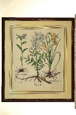 26950932l - Basilius Besler, Botanik, 17. Jh., zwei kolorierte Kupferstiche, PP-Ausschnitt ca. 49 x ...