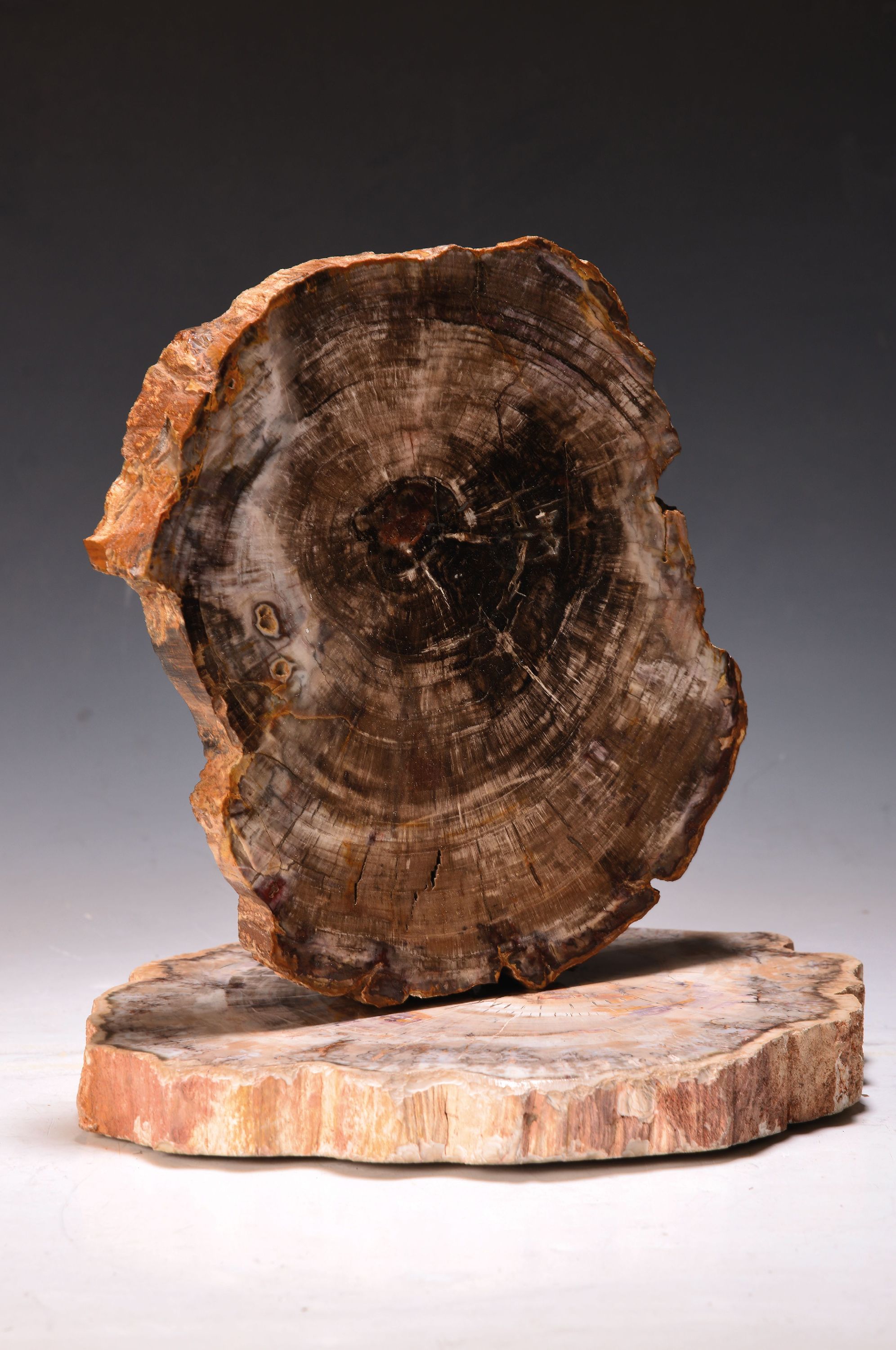 Detail a: Sog. Kieselholz, 2 versteinerte Baumscheiben, wohl Arizona, USA, ca. 230 Mio. Jahre alt, geschliffene und polierte Holzscheiben, umlaufende ...