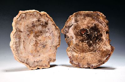 Image 26964263 - Sog. Kieselholz, 2 versteinerte Baumscheiben, wohl Arizona, USA, ca. 230 Mio. Jahre alt, ...