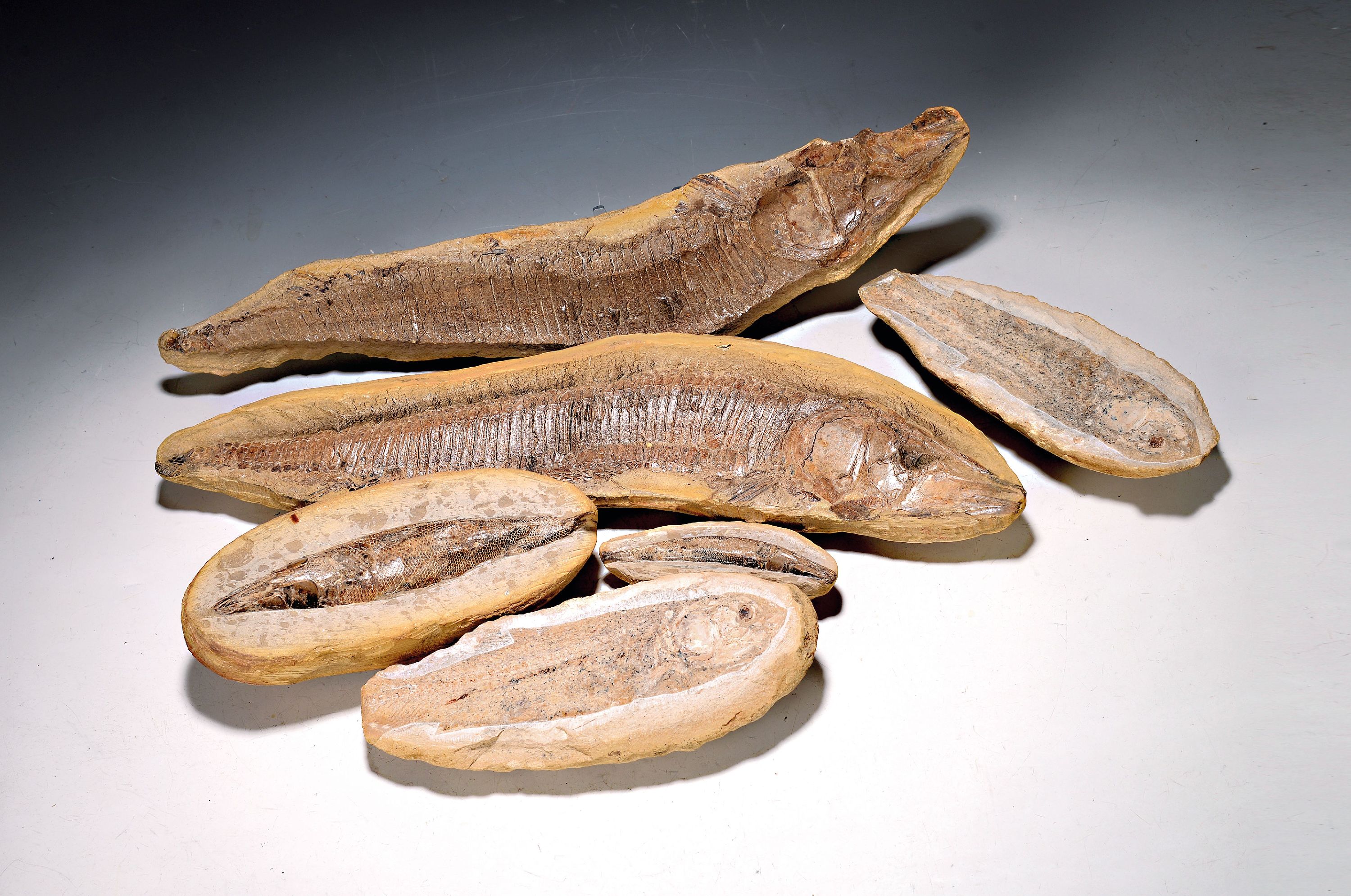 Image 26965735 - Sechs Schlammfische, ca. 100 Mio Jahre alt, teilweise sichtbare Chitinhaut, dreimal mit ...