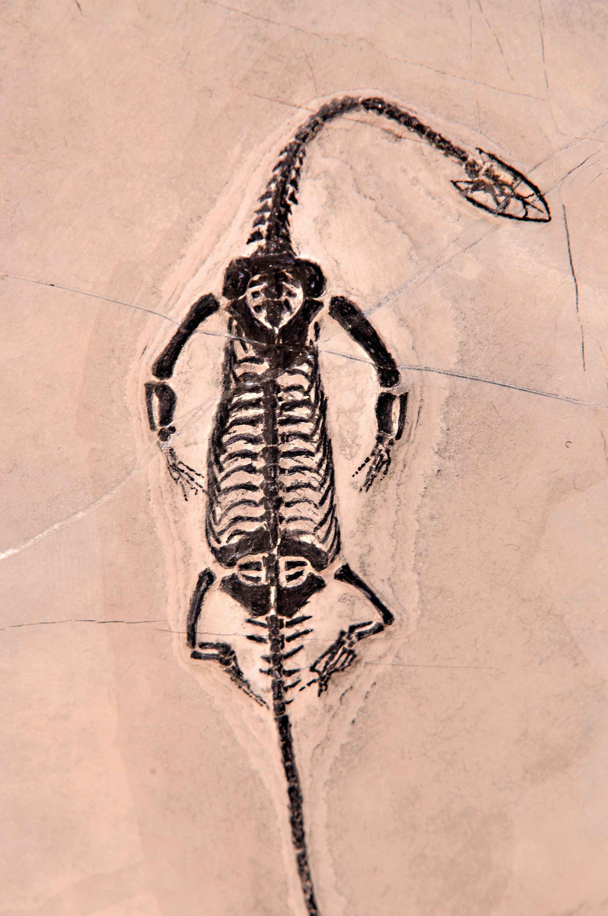 Detail a: Männliches Fossil: Keichosaurus sp., Trias, ca. 251-201 Mio. Jahre alt, es ist eine Gattung von Meeresreptilien aus der Familie der ...