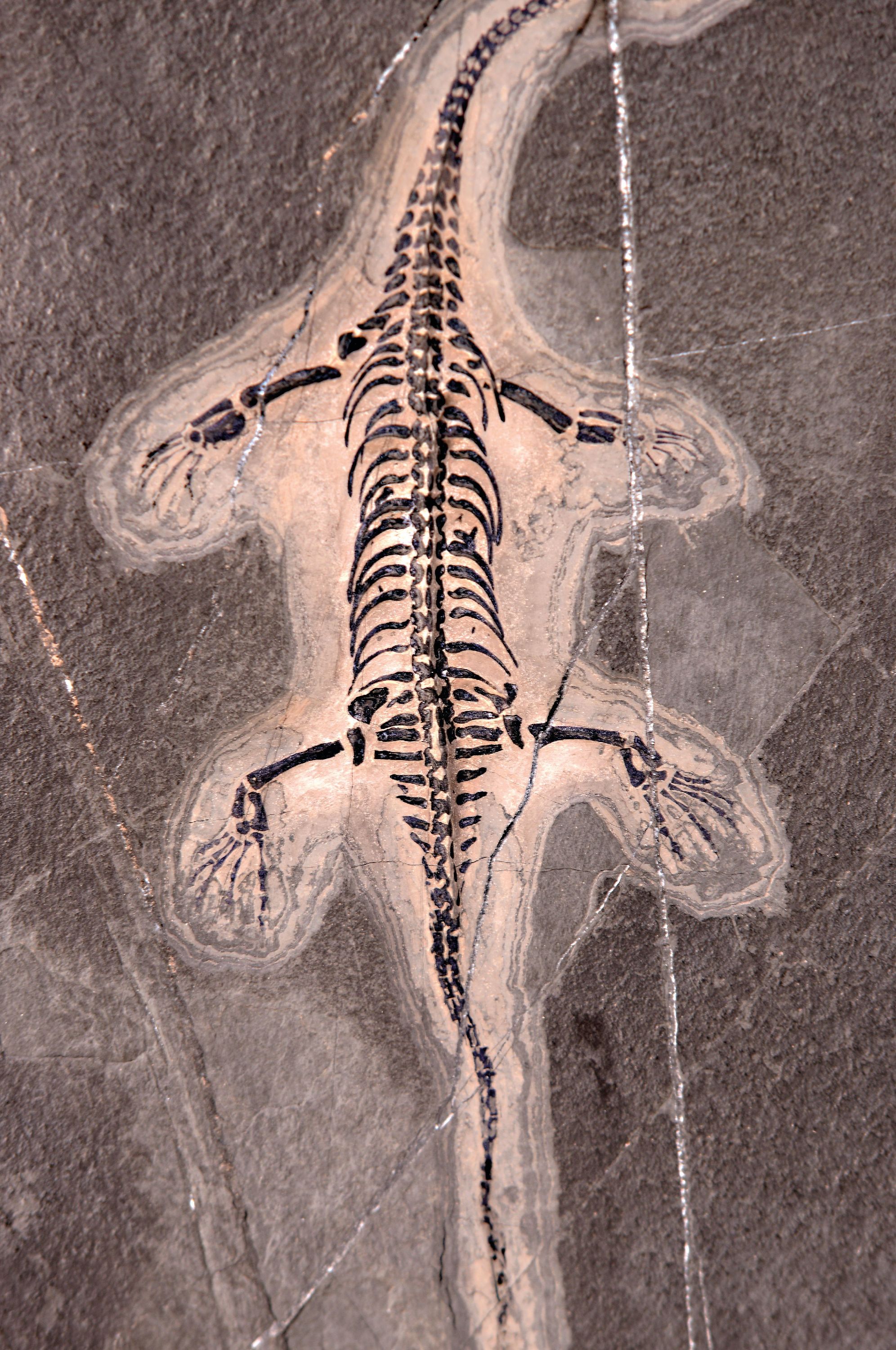 Detail a: Weibliches Fossil: Keichosaurus sp., Kreidezeit, ca. 245 -208 Mio. Jahre alt, es ist eine Gattung von Meeresreptilien aus der Familie der ...