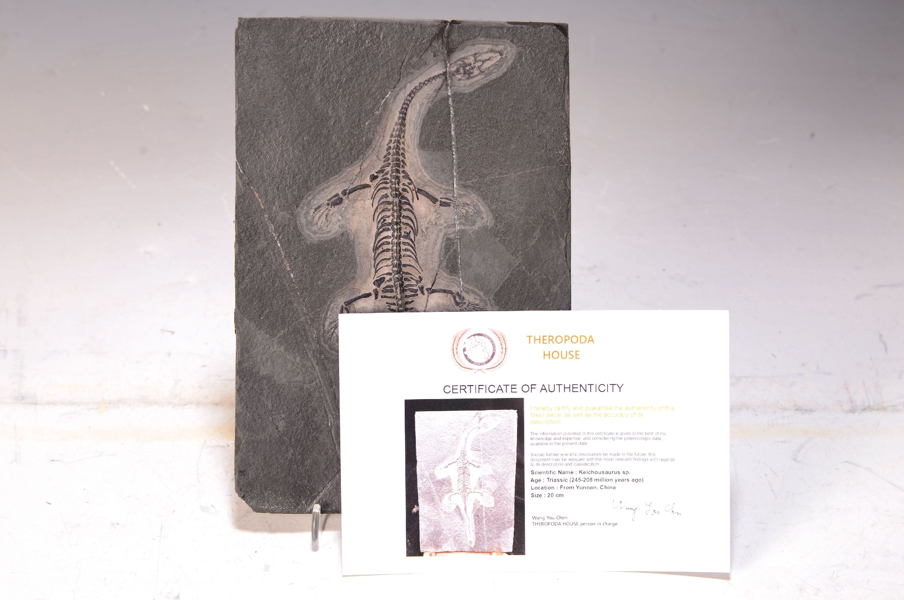 Detail b: Weibliches Fossil: Keichosaurus sp., Kreidezeit, ca. 245 -208 Mio. Jahre alt, es ist eine Gattung von Meeresreptilien aus der Familie der ...