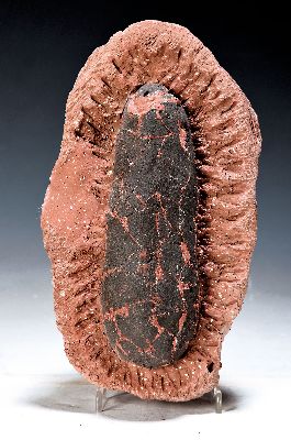 Image 26968816 - Fossil: versteinertes Ei wohl eines Oviraptor, Oberkreide, ca. 70-80 Mio. Jahre alt, ...