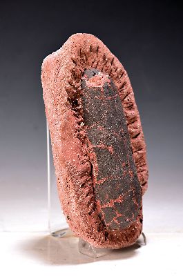 26968816a - Fossil: versteinertes Ei wohl eines Oviraptor, Oberkreide, ca. 70-80 Mio. Jahre alt, ...