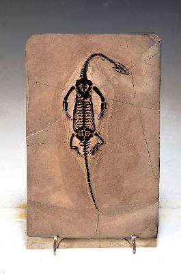 Image 26968817 - Männliches Fossil: Keichosaurus sp., Trias, ca. 251-201 Mio. Jahre alt, es ist eine ...