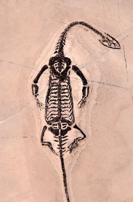 26968817a - Männliches Fossil: Keichosaurus sp., Trias, ca. 251-201 Mio. Jahre alt, es ist eine ...