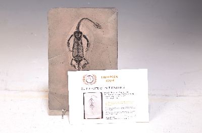 26968817b - Männliches Fossil: Keichosaurus sp., Trias, ca. 251-201 Mio. Jahre alt, es ist eine ...