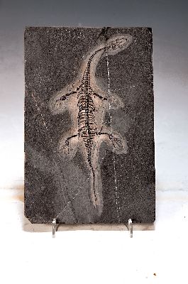 Image 26968818 - Weibliches Fossil: Keichosaurus sp., Kreidezeit, ca. 245 -208 Mio. Jahre alt, es ist eine ...