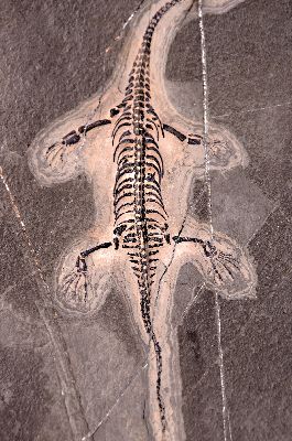 26968818a - Weibliches Fossil: Keichosaurus sp., Kreidezeit, ca. 245 -208 Mio. Jahre alt, es ist eine ...