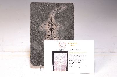 26968818b - Weibliches Fossil: Keichosaurus sp., Kreidezeit, ca. 245 -208 Mio. Jahre alt, es ist eine ...