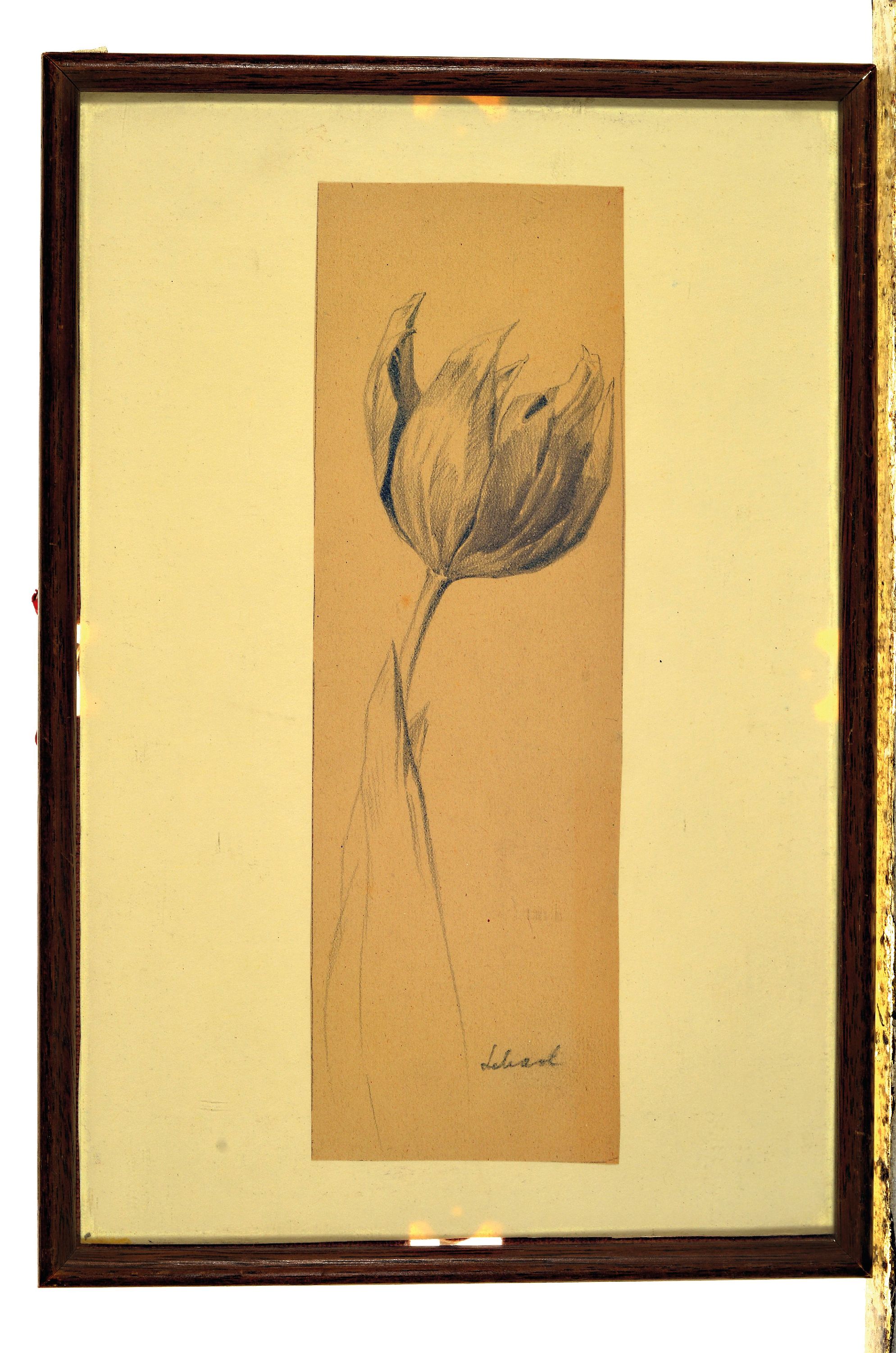 Detail k: Christian Schad, 1894 Miesbach-1982 Stuttgart,, Bleistiftzeichnung, Studie einerTulpe, handsigniert, unter Glas gerahmt 26x8 cm