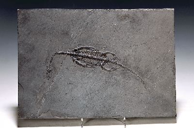 Image 26973719 - Fossil: Keichosaurus sp., Trias, ca. 251 -201 Mio. Jahre alt, China, im Relief ...