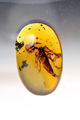 Image 26978071 - Honigfarbener Bernstein-Cabochon (3x2 cm) mit Skorpion, Burma, 100 Mio Jahre alt, sehr ...