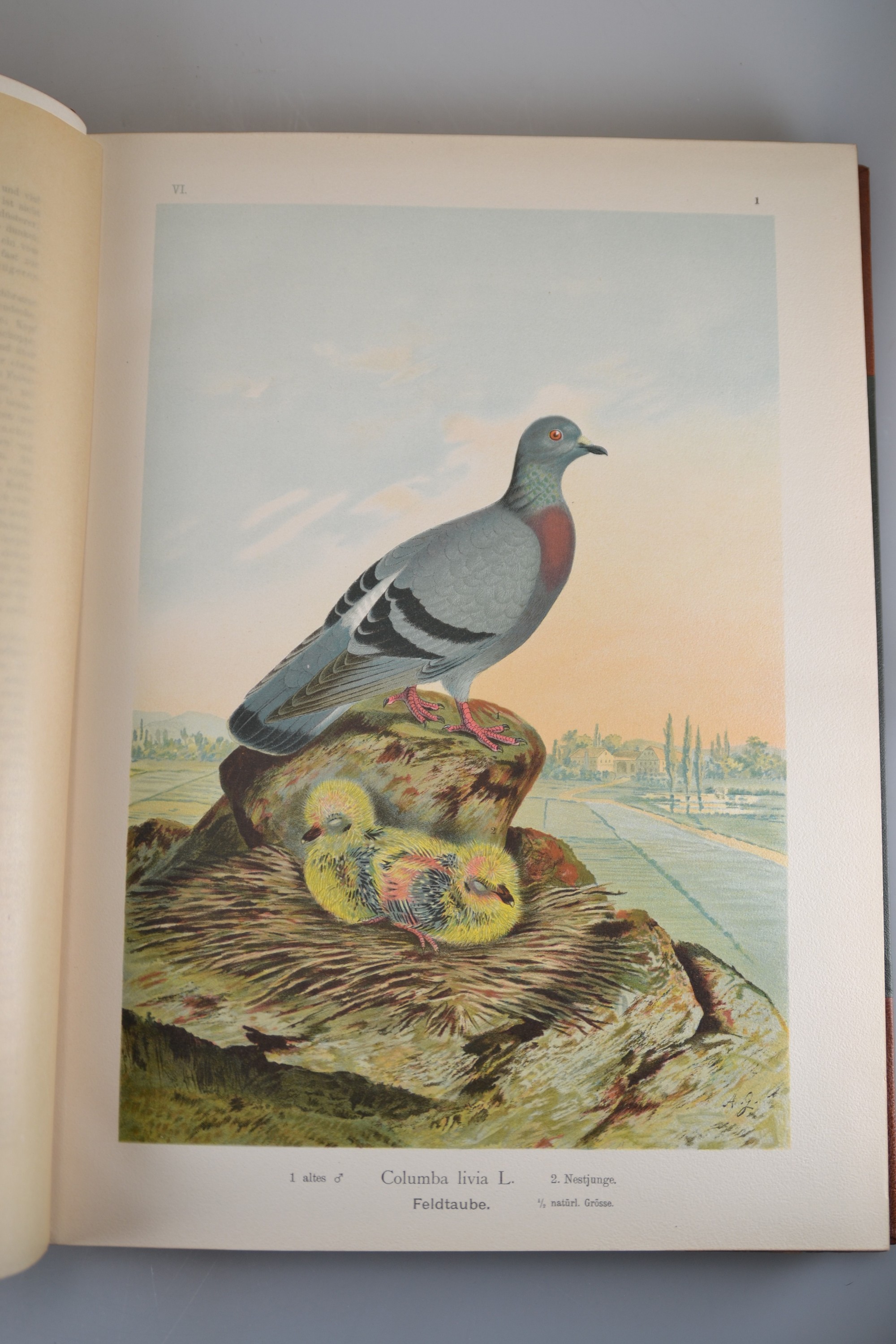 Detail a: Johann Friedrich Naumann (1780-1857): Naturgeschichte der Vögel Mitteleuropas, 12 Bd., Gera-Untermhaus, F. E. Köhler 1905, gr.4°, hervorragend ...