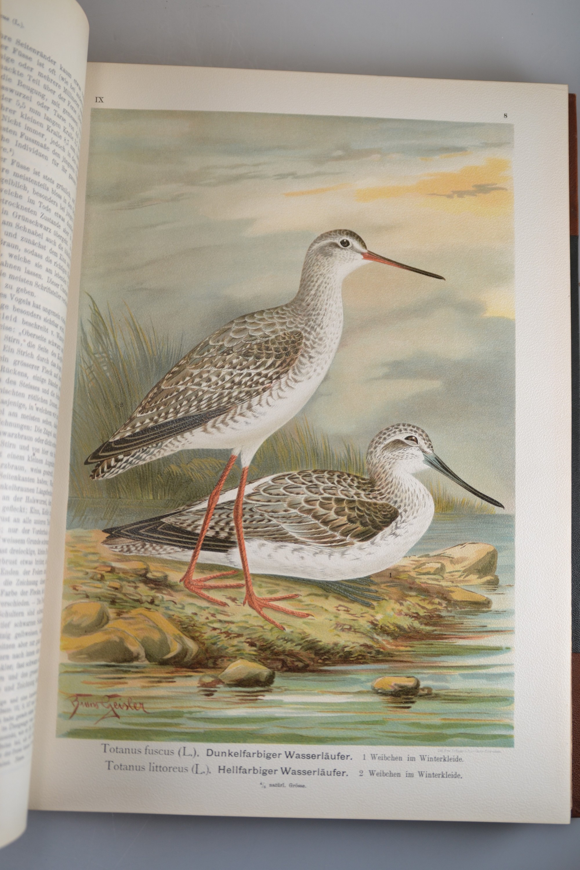 Detail b: Johann Friedrich Naumann (1780-1857): Naturgeschichte der Vögel Mitteleuropas, 12 Bd., Gera-Untermhaus, F. E. Köhler 1905, gr.4°, hervorragend ...
