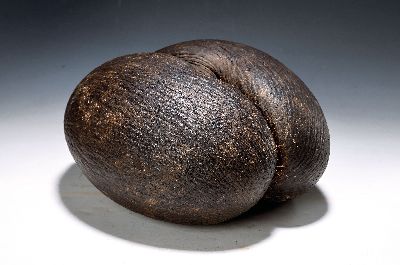 Image 26982623 - Doppel-Kokosnuss/ Coco-fesse/ Coco de mer, Seychellen, (Lodoicea maldivica), ...