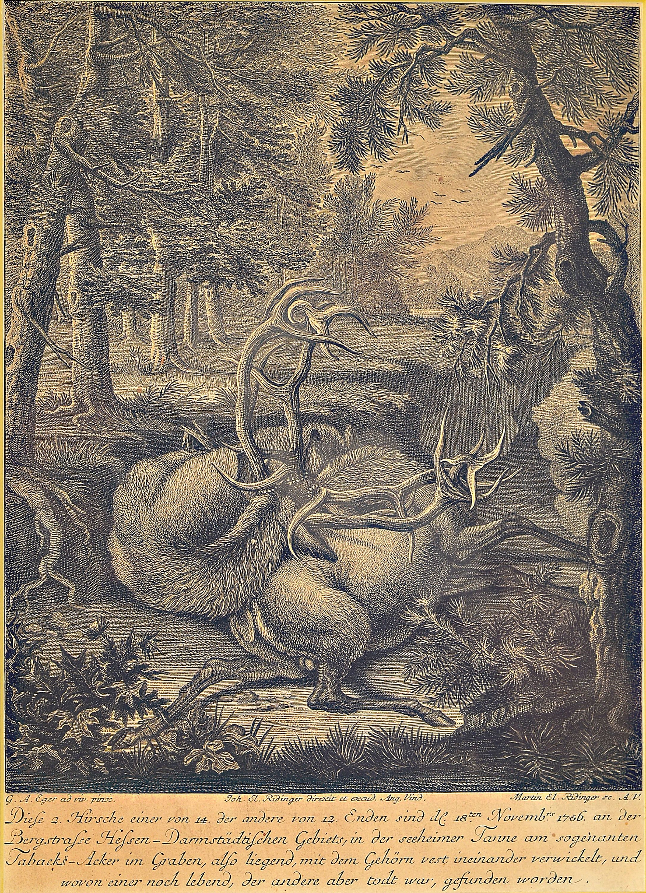 Johann Elias Ridinger, 1698 - 1767, 4 Kupferstiche, Die Gems auf der Salnhecke zu Pürschen, ca. 33 x 41 cm, unter Glas, PP., Rahmen ca. 48 x54 cm, ...