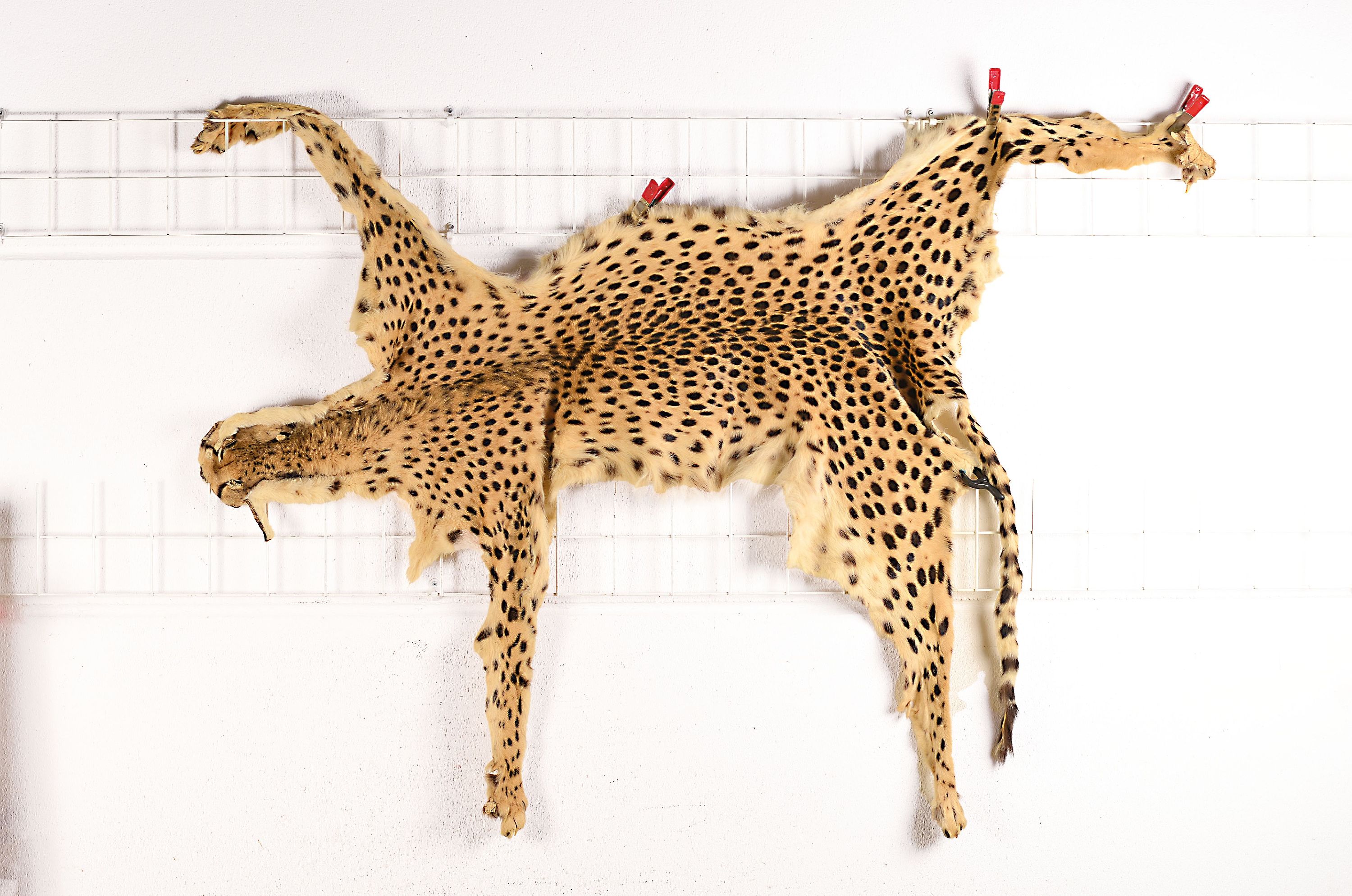 Image 26984398 - Vollständiges Fell eines Geparden, Namibia, aus den frühen 70er Jahren, Krallen fast ...