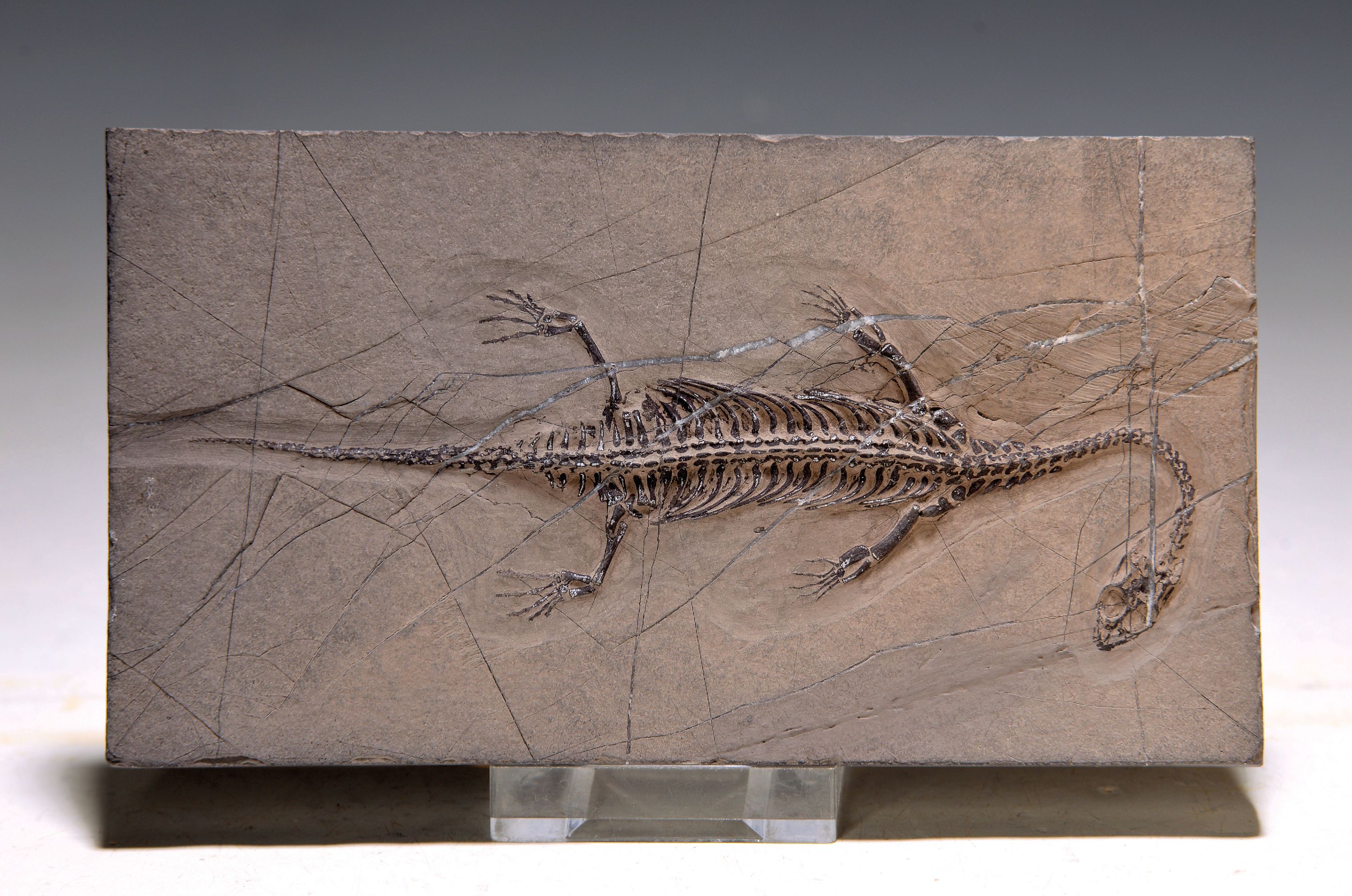Image 26986105 - Schwimmsaurier ´Keichousaurus Hui´ (Nothosaurus), Guizhou-Provinz China, 220 Mio. J. alt, ...