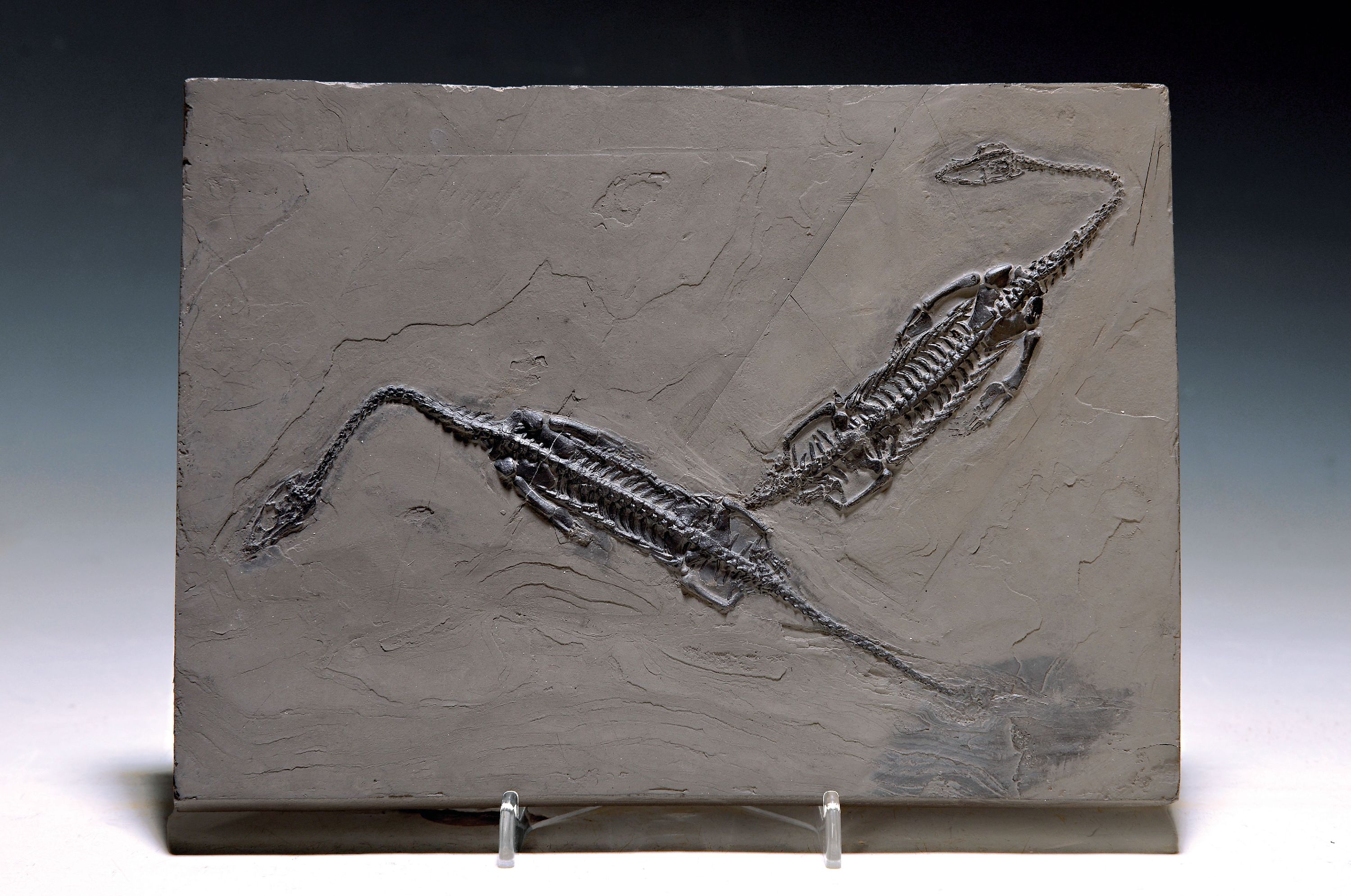Image 26986106 - Schwimmsaurier-Paar Keichousaurs Hui´ (Nothosaurus), Guizhou-Provinz China, 220 Mio. J. ...