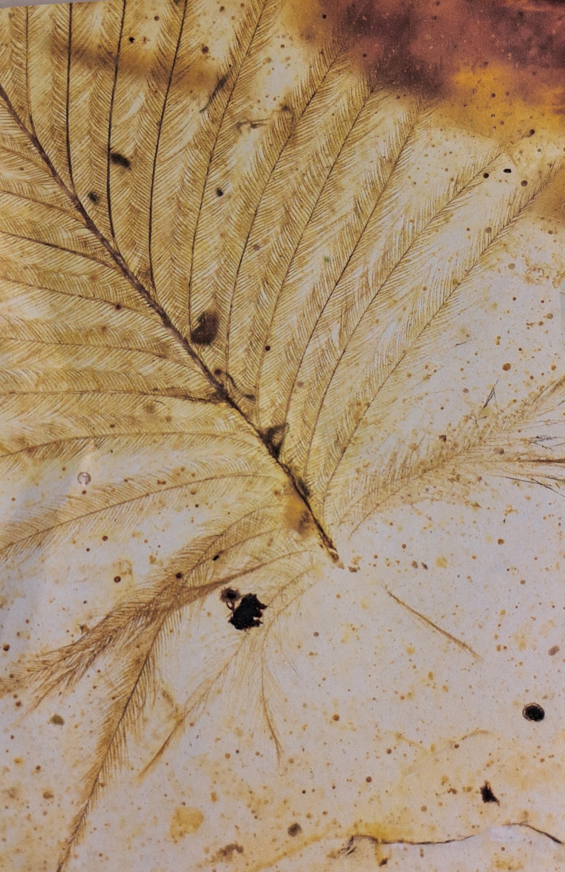 Detail a: Honigfarbener Bernstein mit sehr seltenen Dino-Vogel Federn, Burma, Myanmar, Kreide, 145-66 Mio. J. alt, viele filigrane u. feinste Verästelungen u. ...
