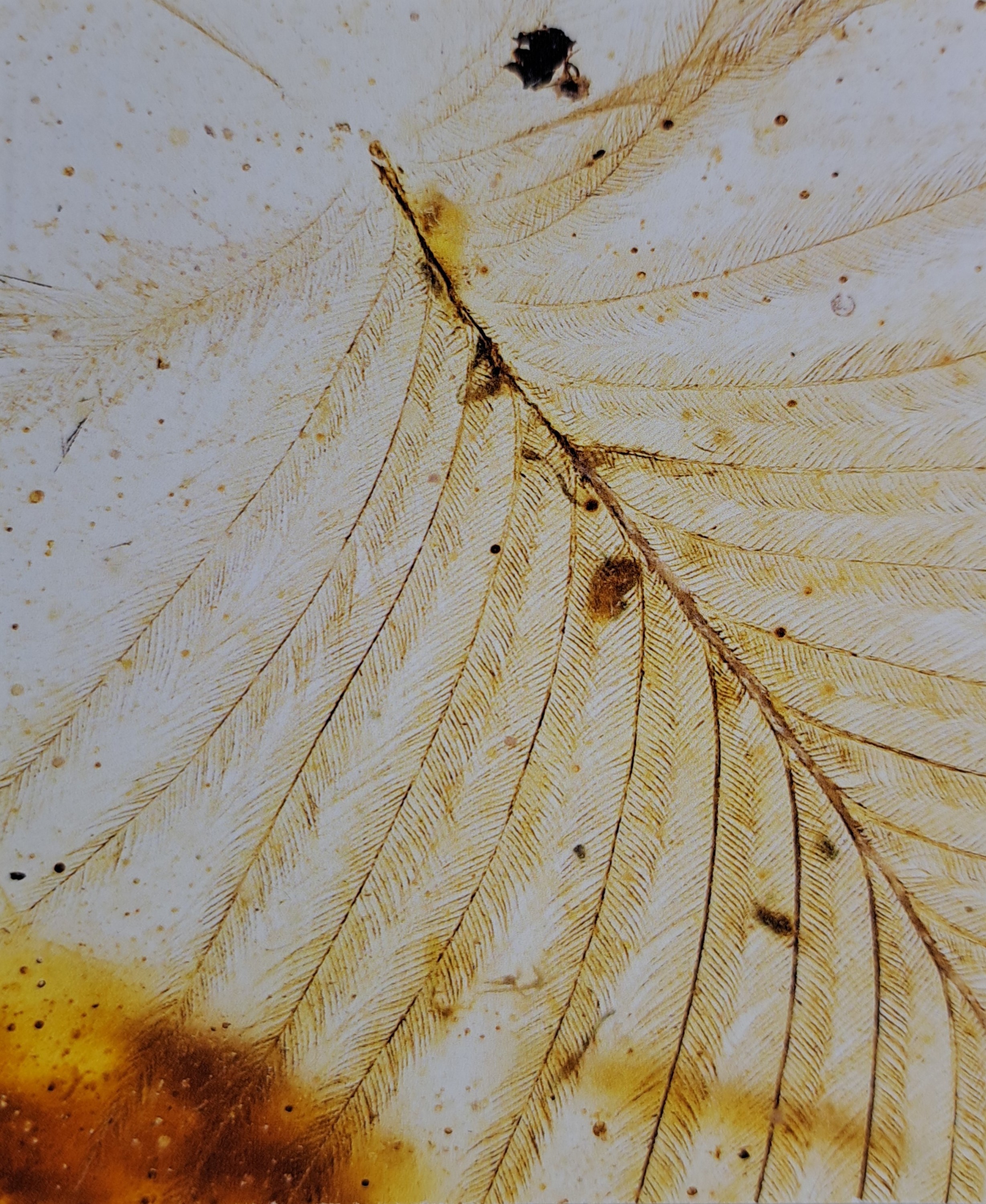 Detail b: Honigfarbener Bernstein mit sehr seltenen Dino-Vogel Federn, Burma, Myanmar, Kreide, 145-66 Mio. J. alt, viele filigrane u. feinste Verästelungen u. ...