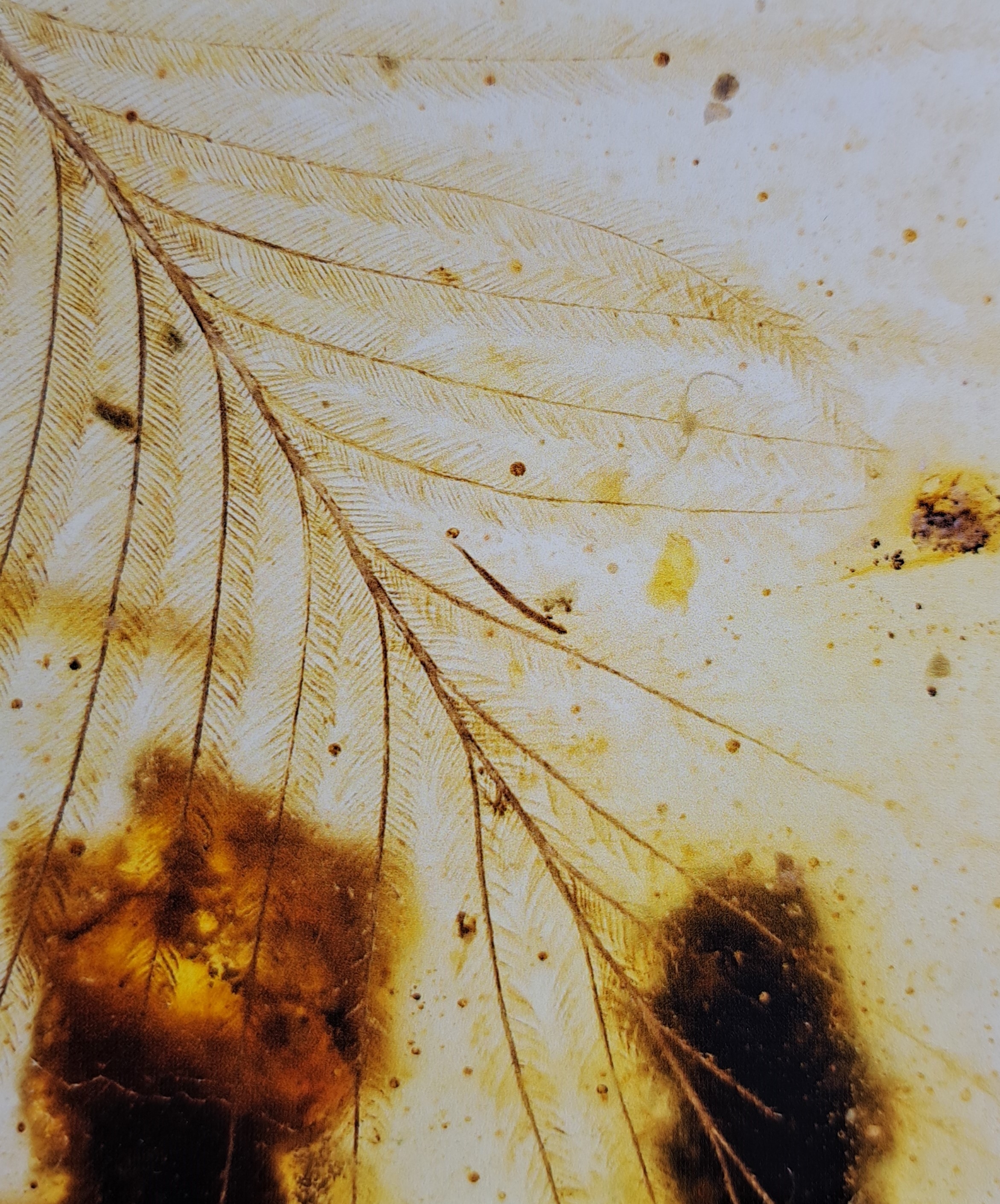 Detail c: Honigfarbener Bernstein mit sehr seltenen Dino-Vogel Federn, Burma, Myanmar, Kreide, 145-66 Mio. J. alt, viele filigrane u. feinste Verästelungen u. ...