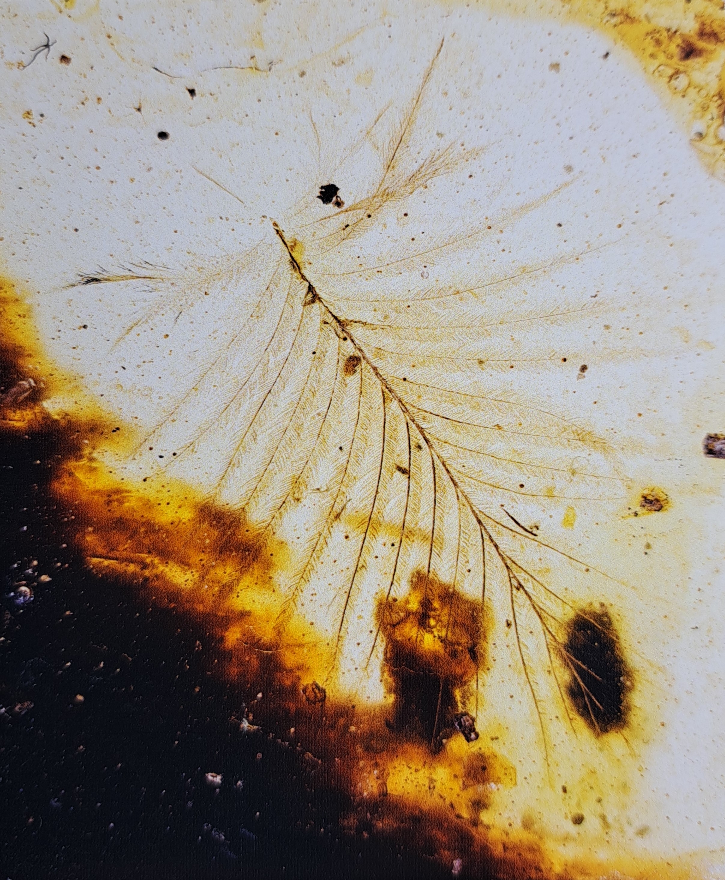 Detail d: Honigfarbener Bernstein mit sehr seltenen Dino-Vogel Federn, Burma, Myanmar, Kreide, 145-66 Mio. J. alt, viele filigrane u. feinste Verästelungen u. ...