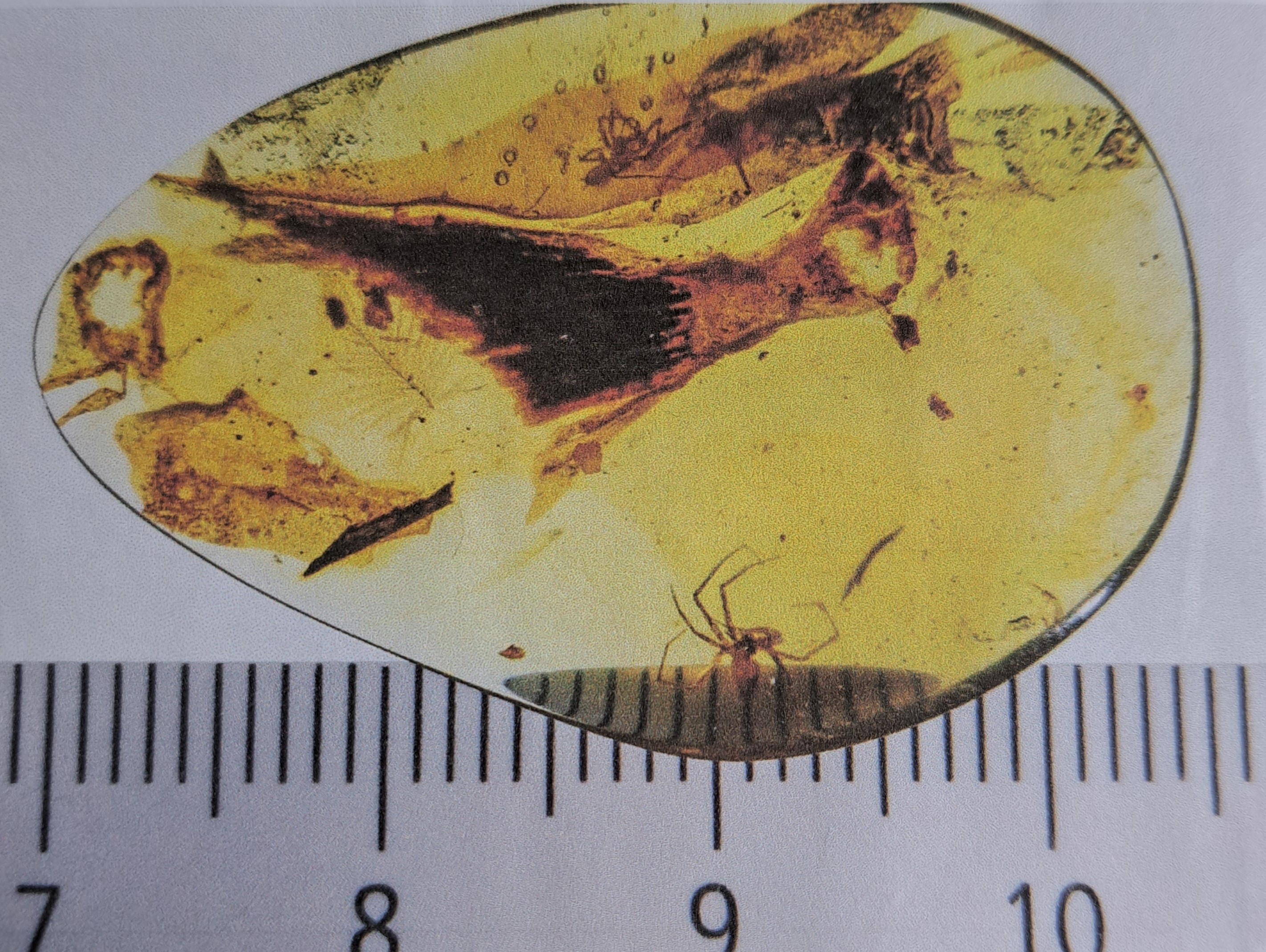 Detail f: Honigfarbener Bernstein mit sehr seltenen Dino-Vogel Federn, Burma, Myanmar, Kreide, 145-66 Mio. J. alt, viele filigrane u. feinste Verästelungen u. ...