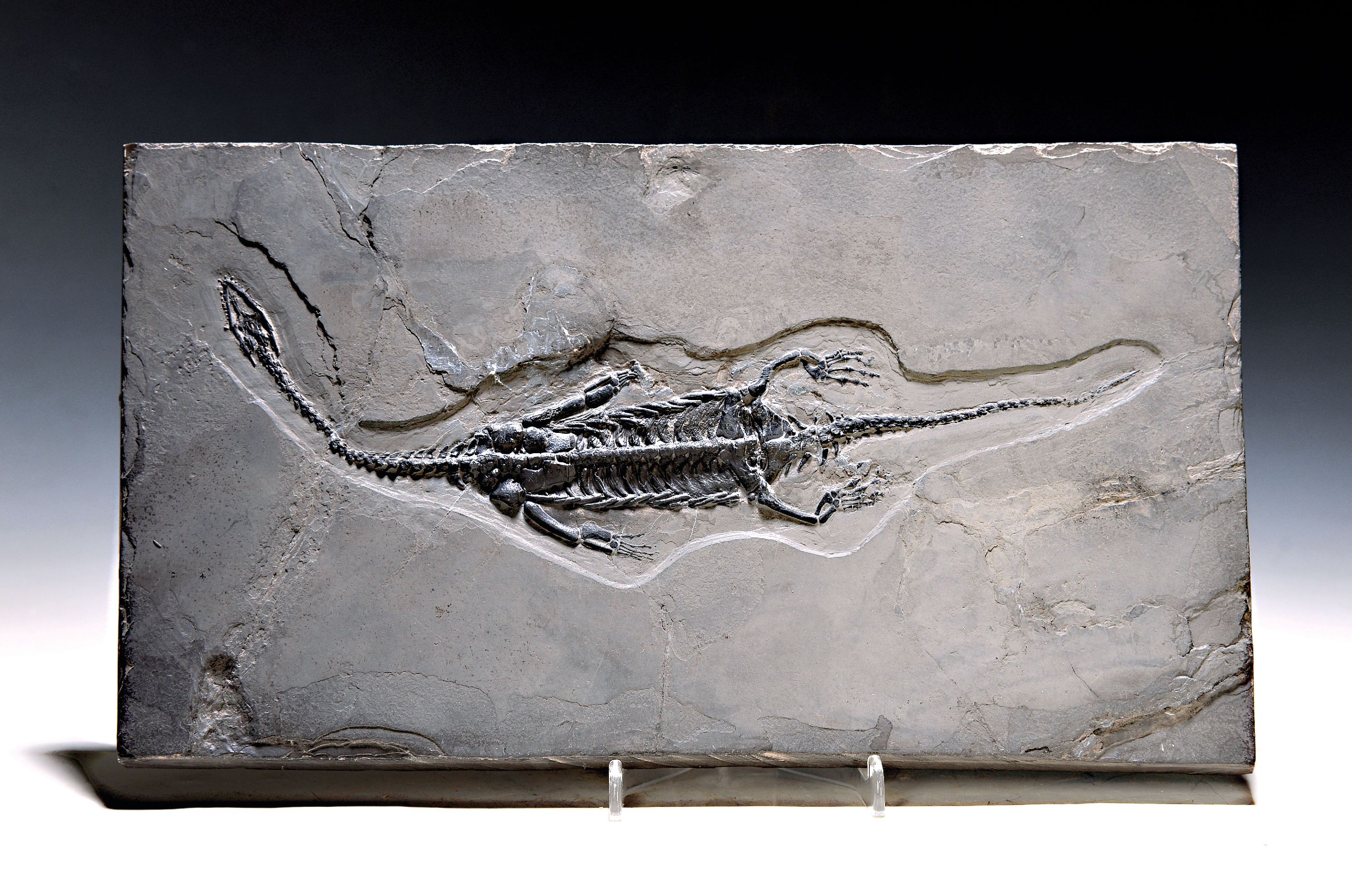 Image 26991900 - Keichusaurus hui (Nothosaurus), Guanglin, Provinz Guizhou China, Huxia-Formation, ...