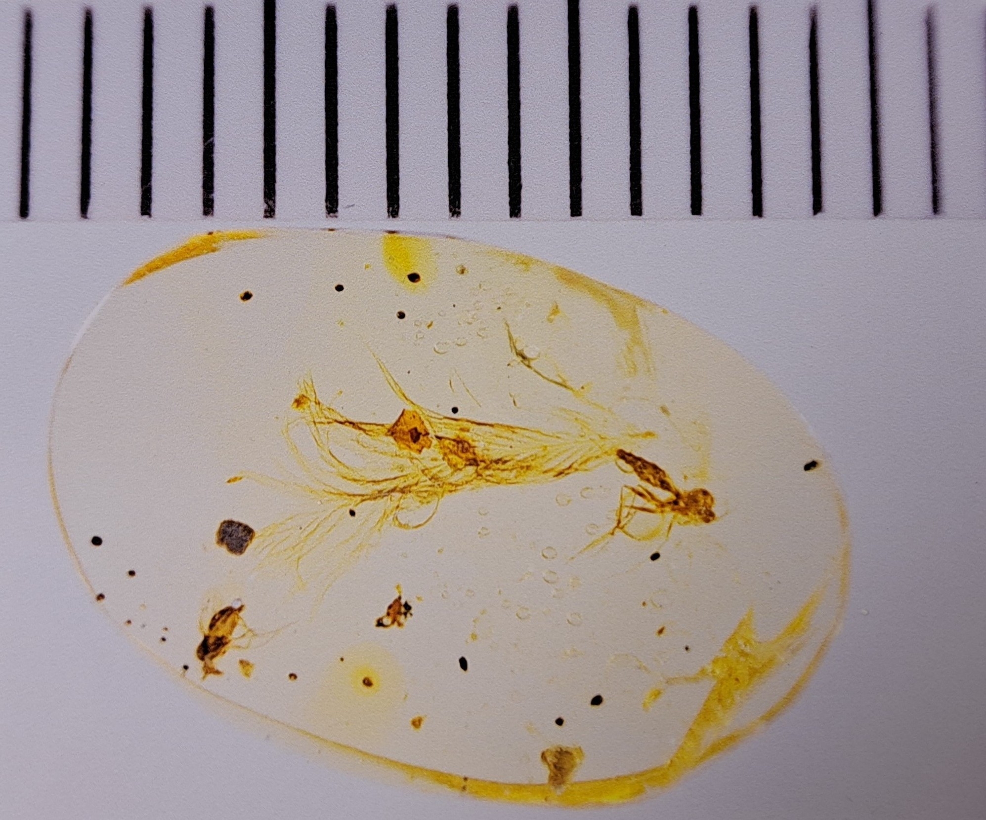 Detail a: Bernstein mit Inklusen, Dinosaurier-Vogelfeder "Sinosauropteryx" mit Fliege und Mücke an beiden Enden des Steins 1,3x0,9cm, Burma, ...