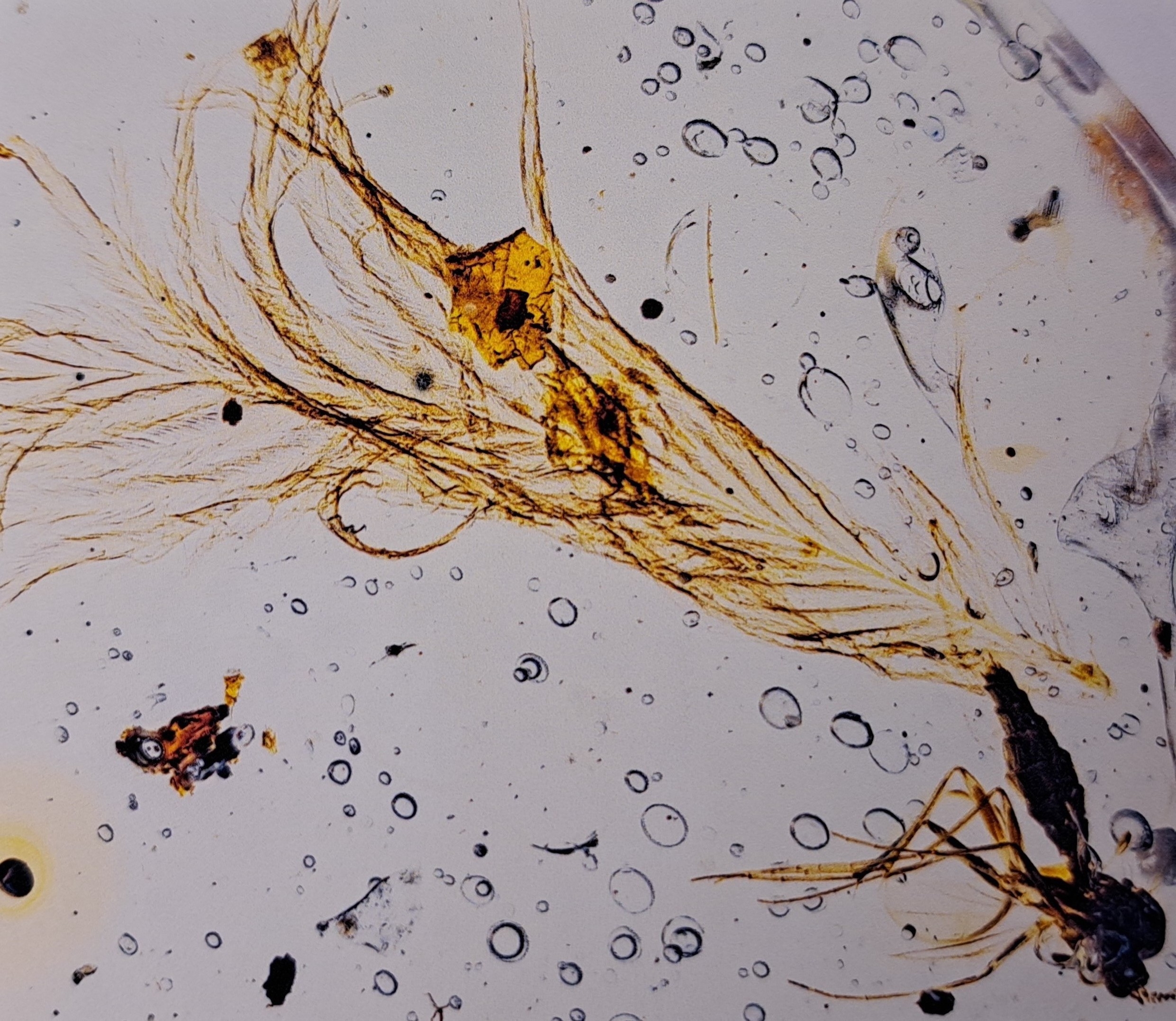 Detail b: Bernstein mit Inklusen, Dinosaurier-Vogelfeder "Sinosauropteryx" mit Fliege und Mücke an beiden Enden des Steins 1,3x0,9cm, Burma, ...