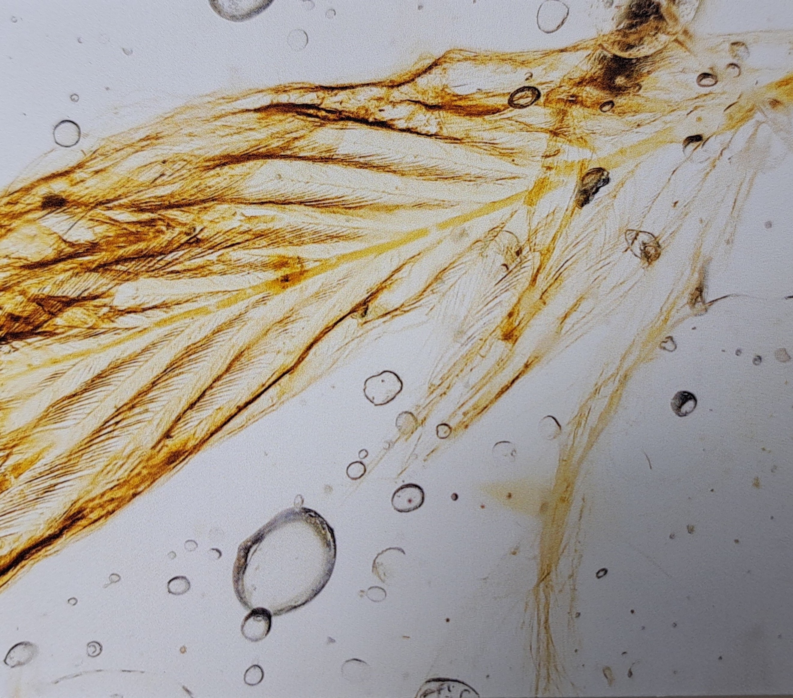 Detail c: Bernstein mit Inklusen, Dinosaurier-Vogelfeder "Sinosauropteryx" mit Fliege und Mücke an beiden Enden des Steins 1,3x0,9cm, Burma, ...
