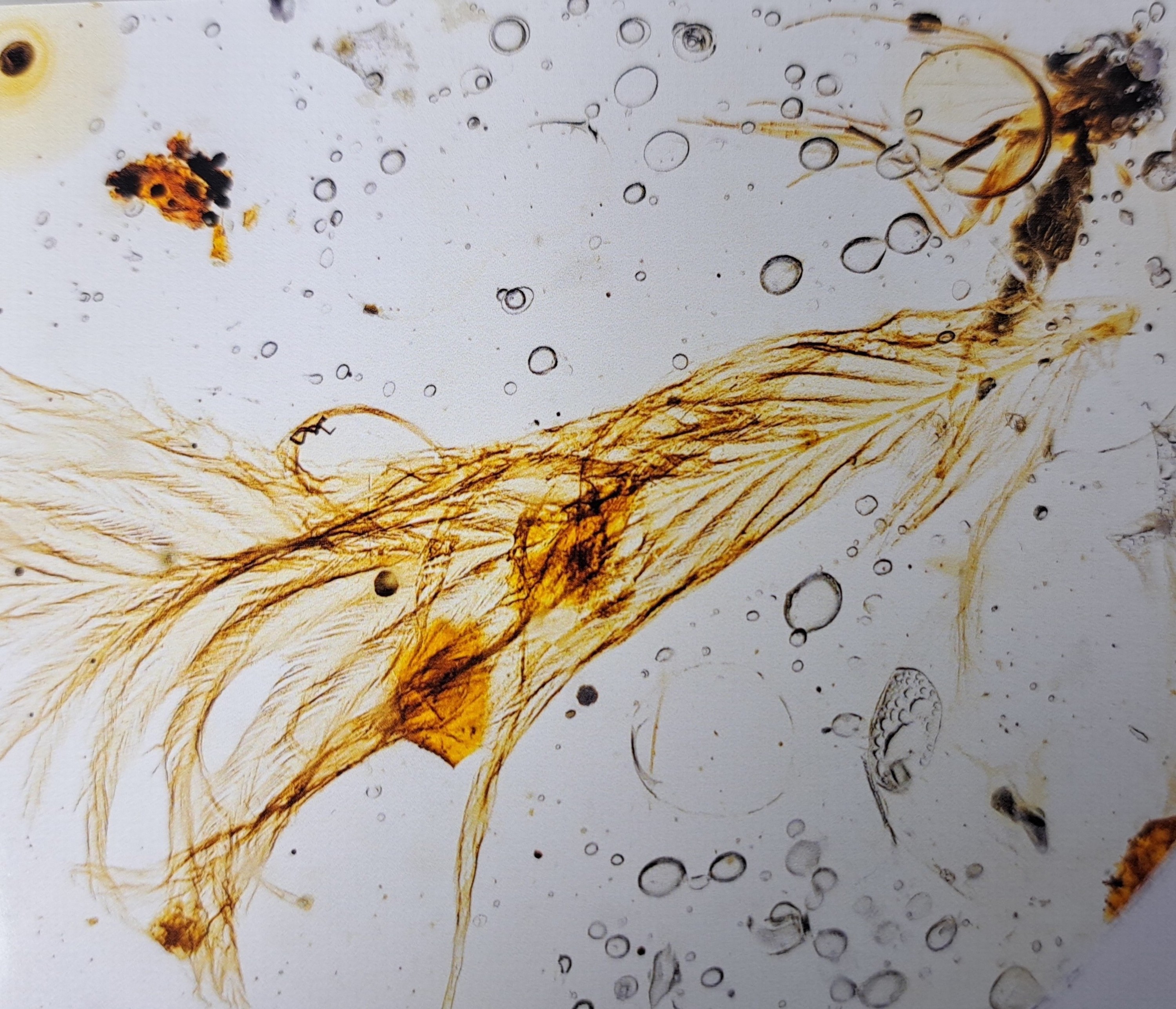 Detail d: Bernstein mit Inklusen, Dinosaurier-Vogelfeder "Sinosauropteryx" mit Fliege und Mücke an beiden Enden des Steins 1,3x0,9cm, Burma, ...