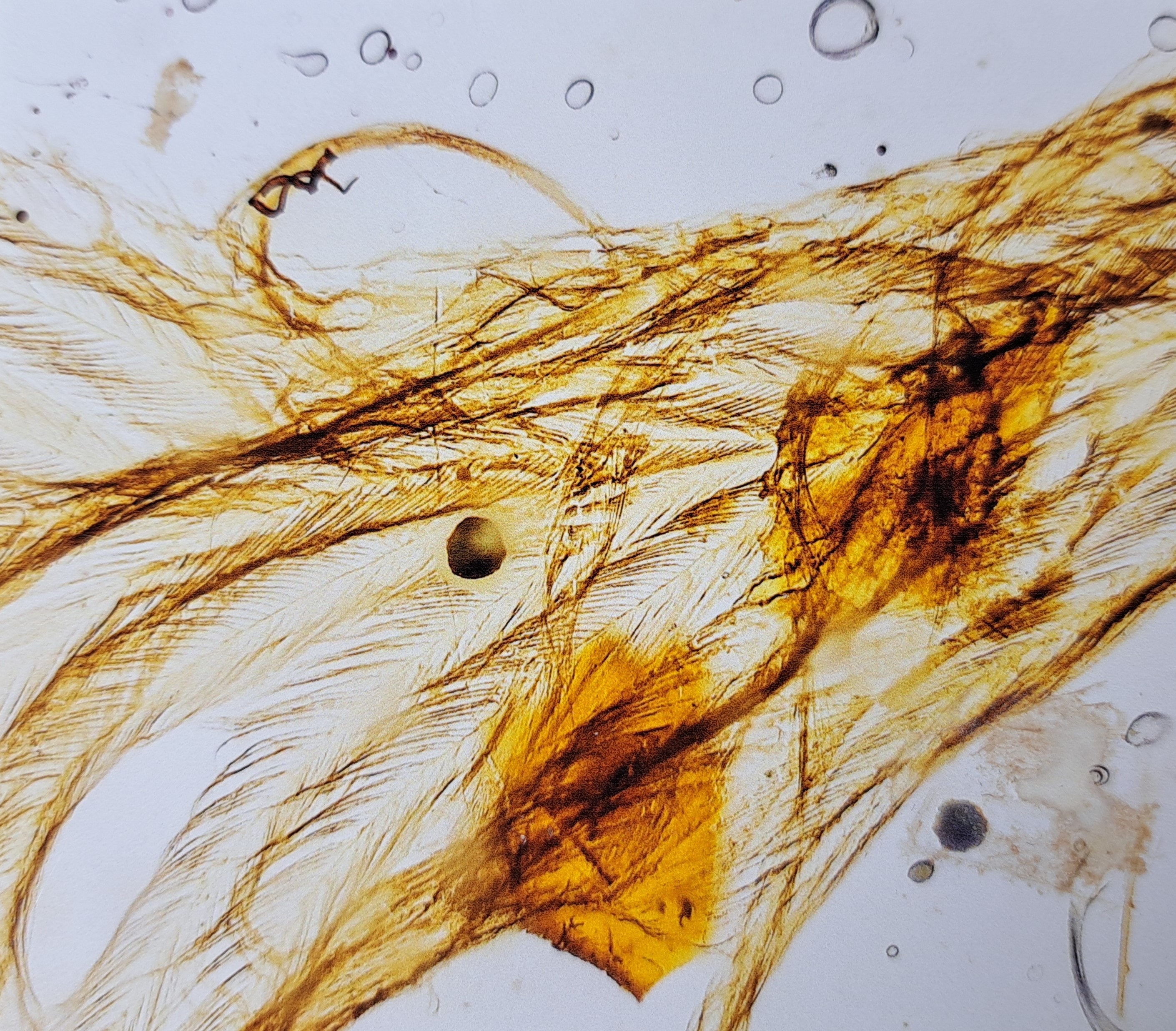 Detail e: Bernstein mit Inklusen, Dinosaurier-Vogelfeder "Sinosauropteryx" mit Fliege und Mücke an beiden Enden des Steins 1,3x0,9cm, Burma, ...