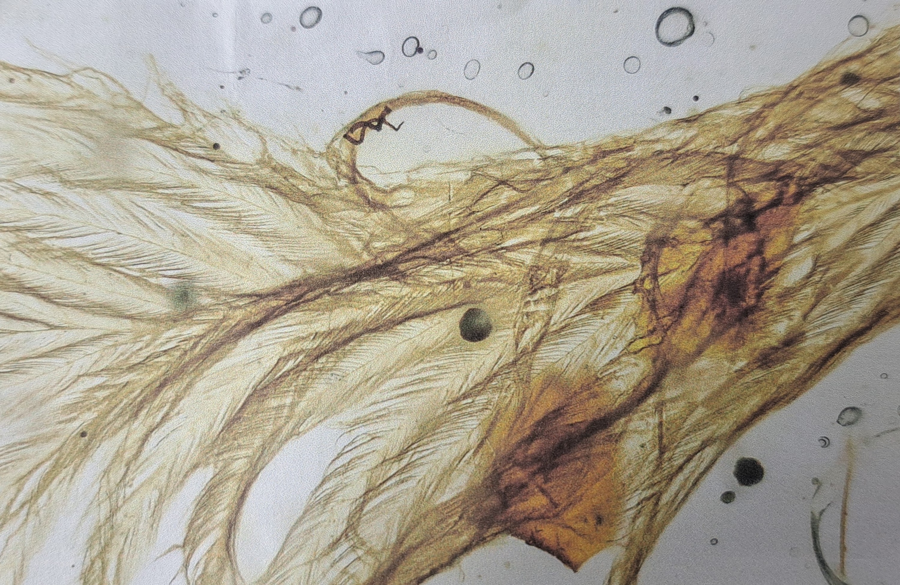 Detail f: Bernstein mit Inklusen, Dinosaurier-Vogelfeder "Sinosauropteryx" mit Fliege und Mücke an beiden Enden des Steins 1,3x0,9cm, Burma, ...