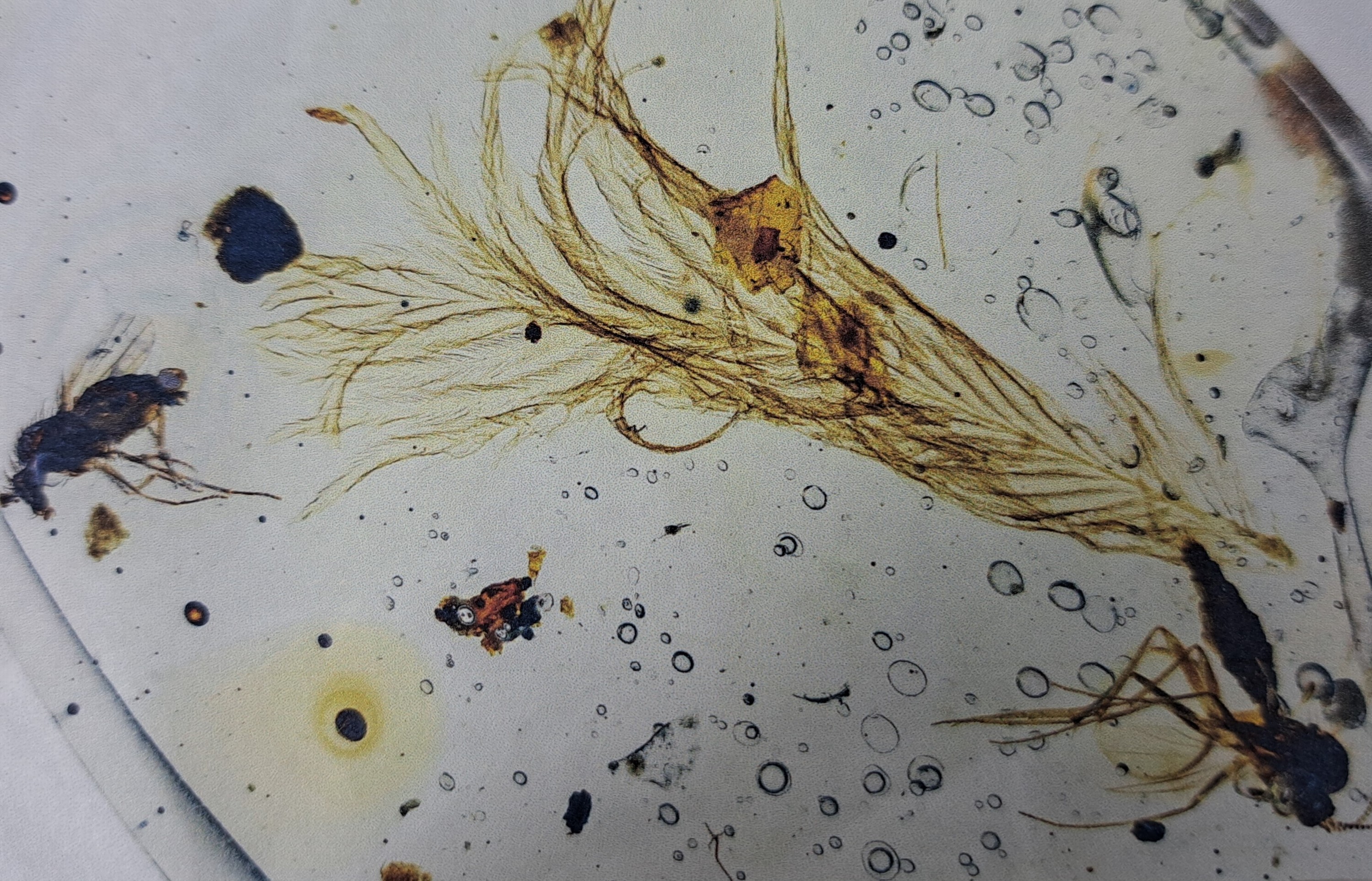 Detail g: Bernstein mit Inklusen, Dinosaurier-Vogelfeder "Sinosauropteryx" mit Fliege und Mücke an beiden Enden des Steins 1,3x0,9cm, Burma, ...