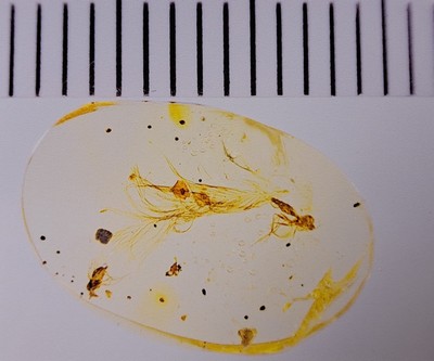 26991904a - Bernstein mit Inklusen, ´Sinosauropteryx´ mit Fliege und Mücke an beiden Enden des ...
