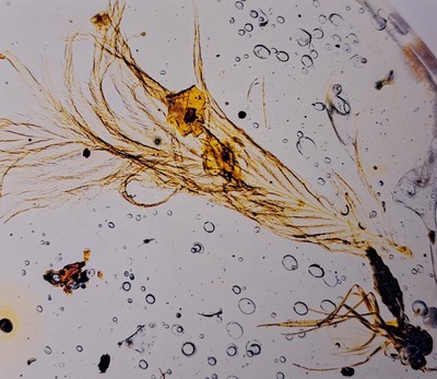 26991904b - Bernstein mit Inklusen, ´Sinosauropteryx´ mit Fliege und Mücke an beiden Enden des ...