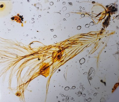 26991904d - Bernstein mit Inklusen, ´Sinosauropteryx´ mit Fliege und Mücke an beiden Enden des ...