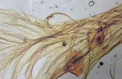 26991904f - Bernstein mit Inklusen, ´Sinosauropteryx´ mit Fliege und Mücke an beiden Enden des ...
